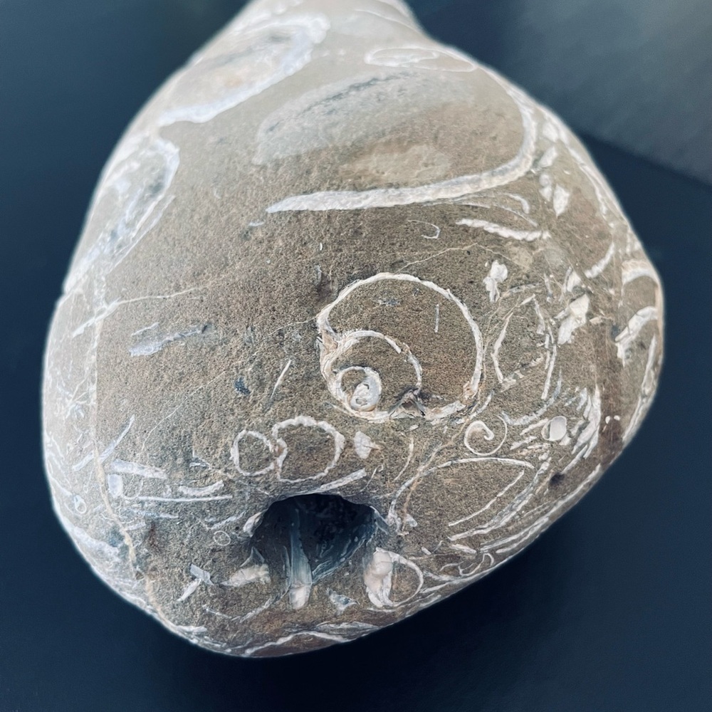 Fossil Hag stone - Picture 8 of 8